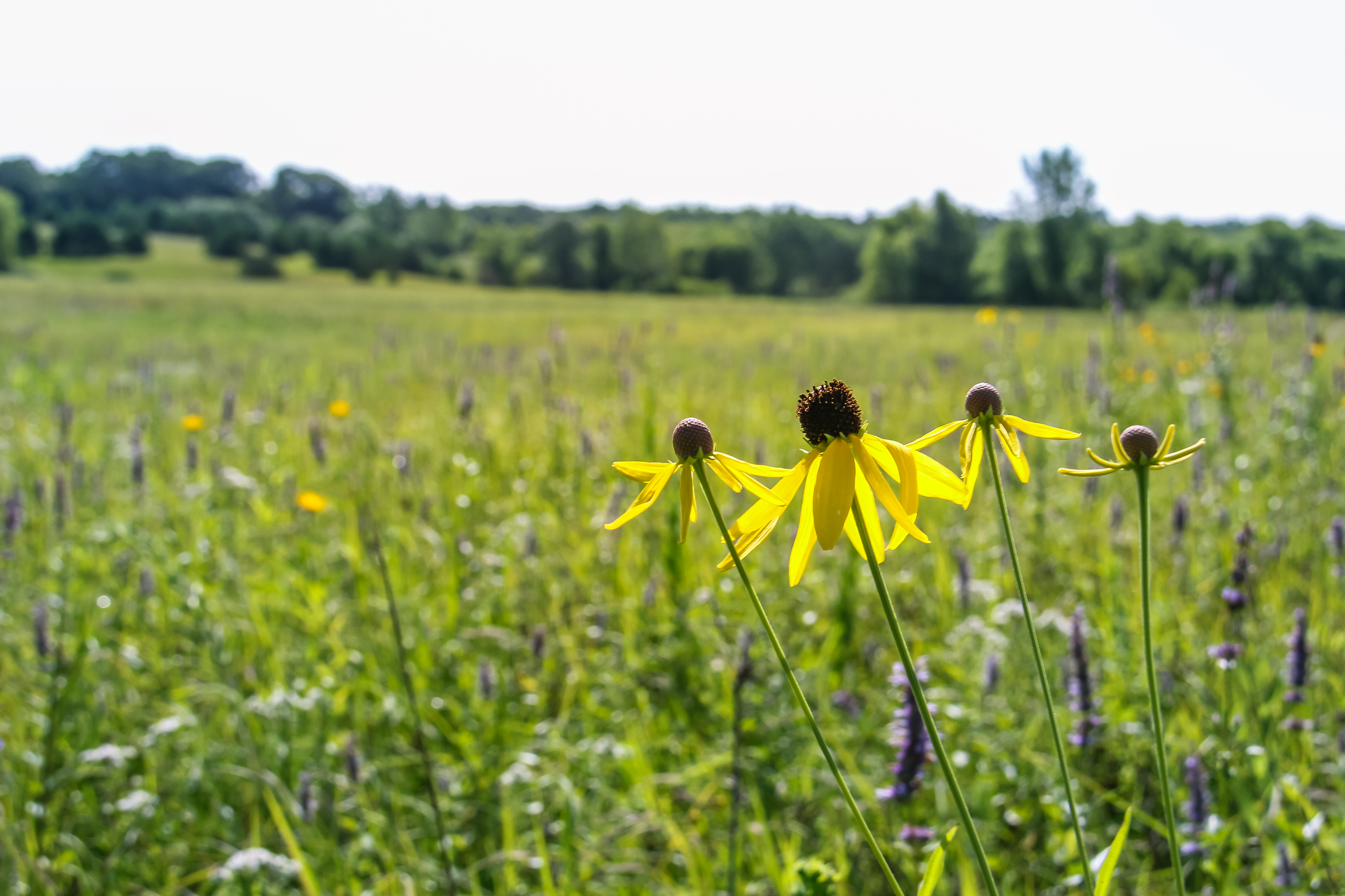 Flowers in bloom at Cedar Creek Conservation Area.